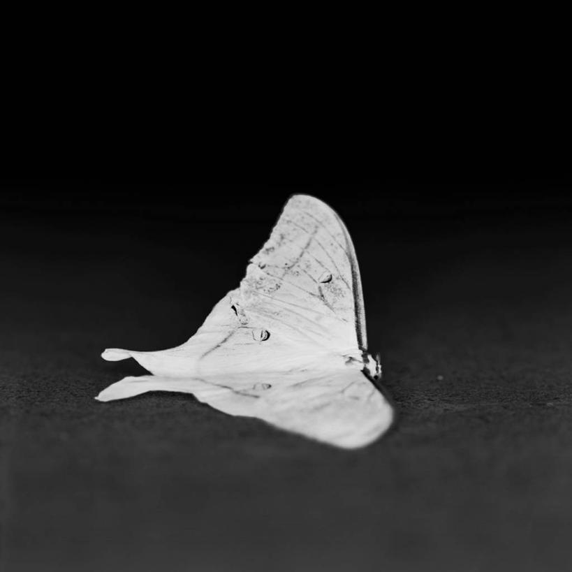 无人,方图,黑白,特写,野生动物,东京,日本,黑色背景,昆虫,首都,白色,摄影,蛾,影棚拍摄