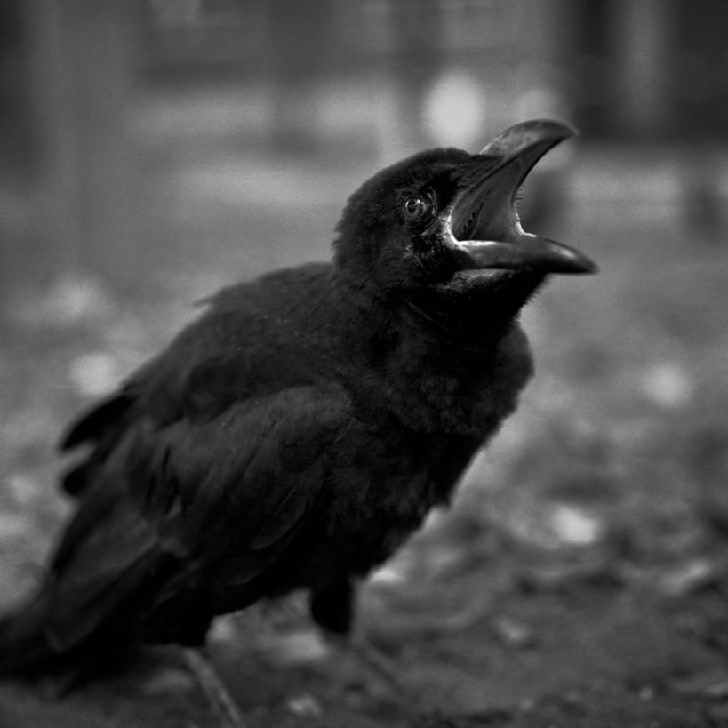 无人,方图,黑白,室外,特写,白天,野生动物,东京,日本,首都,摄影,乌鸦,新宿区