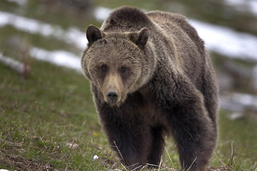 无人,横图,室外,特写,白天,野生动物,美国,草,摄影,北美,北美洲,美洲,怀俄明,黄石公园,北亚美利加洲,亚美利加洲,棕熊,彩图,美利坚合众国