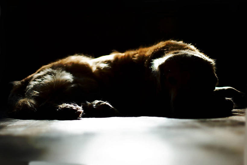 无人,躺,横图,室内,宠物,狗,德国,光,休息,家畜,放松,摄影,金毛寻回犬,睡觉,彩图