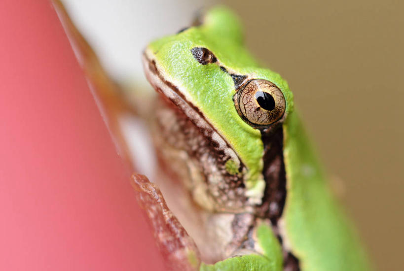 无人,横图,室外,特写,白天,野生动物,日本,摄影,崎玉县,彩图