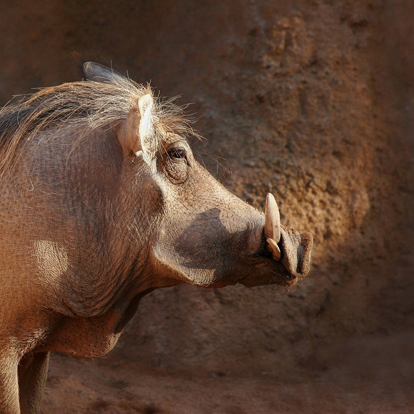 无人,方图,室外,特写,白天,野生动物,疣猪,猪,西班牙,长牙,墙,摄影,巴伦西亚省,彩图