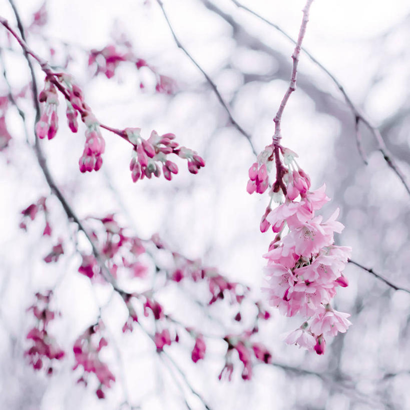 无人,方图,室外,白天,荷兰,枝,花蕾,花朵,树,粉色,自然,摄影,脆弱,清新,改变,彩图