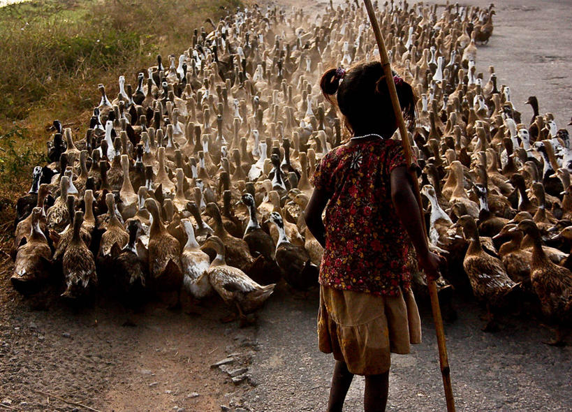 儿童,一个人,站,横图,室外,白天,纯洁,路,印度,仅一个女性,仅一个人,一群,许多,放牧,丰富,鸟类,鸭子,很多,拿着,休闲装,小孩,背面,仅一个小孩,家畜,可爱,童年,童趣,摄影,牲畜,童真,烂漫,无邪,卡纳塔克邦,亨比,天真,女孩,女人,女性,孩子,彩图,女生