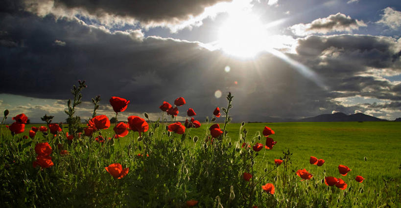 无人,横图,室外,白天,镜头眩光,美景,日光,西班牙,景观,田地,云,格拉纳达,花,红色,自然,景色,摄影,生长,脆弱,清新,自然风光,格拉纳达省,彩图