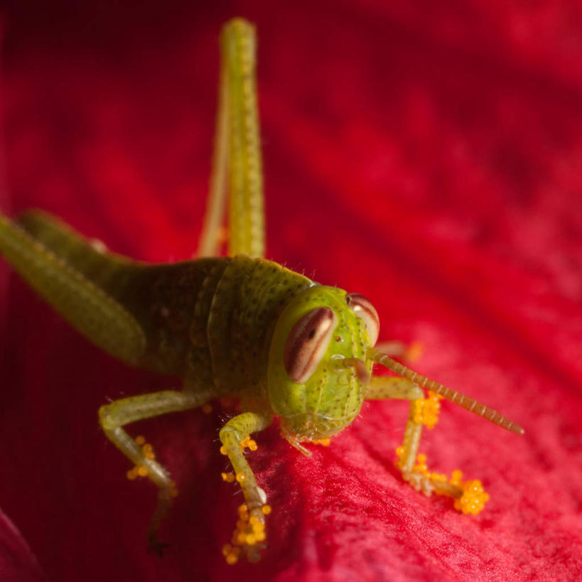 无人,方图,室外,白天,微距,野生动物,西班牙,昆虫,蚱蜢,摄影,伊比沙岛,彩图
