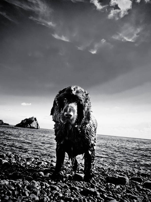 无人,站,竖图,黑白,室外,白天,海洋,宠物,狗,英国,阴影,水平线,云,猎犬,天空,自然,鹅卵石,家畜,摄影,肖像,海滩