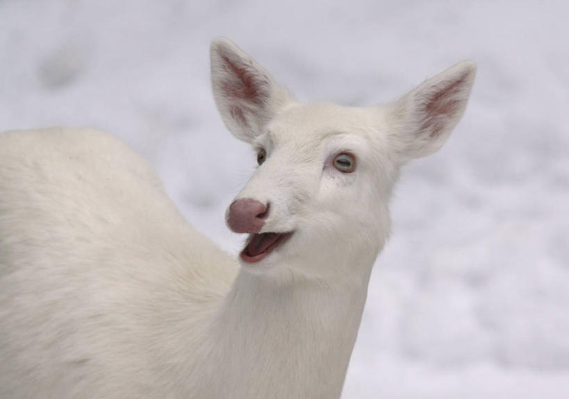 无人,病人,横图,室外,特写,白天,雪,鹿,野生动物,美国,冬天,寒冷,摄影,疾病,白尾鹿,病患,皮肤病,威斯康星,白化病,患者,就医者,彩图
