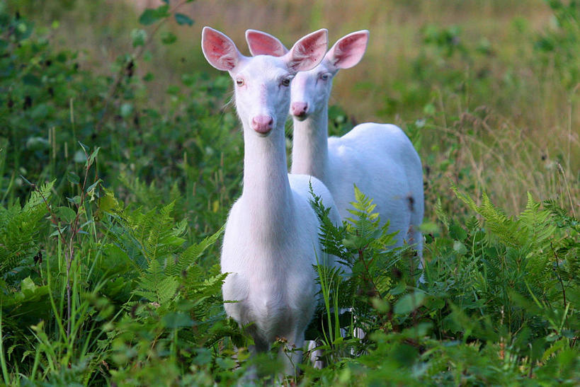 无人,病人,站,横图,室外,白天,植物,鹿,野生动物,美国,动物,两只,摄影,疾病,白尾鹿,病患,皮肤病,威斯康星,白化病,患者,就医者,彩图