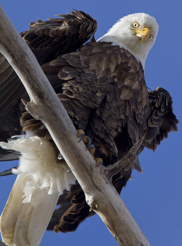 无人,竖图,室外,白天,仰视,野生动物,鹰,美国,鸟类,摄影,栖息,肖像,白头鹰,喙,万里无云,犹他,彩图,低角度拍摄