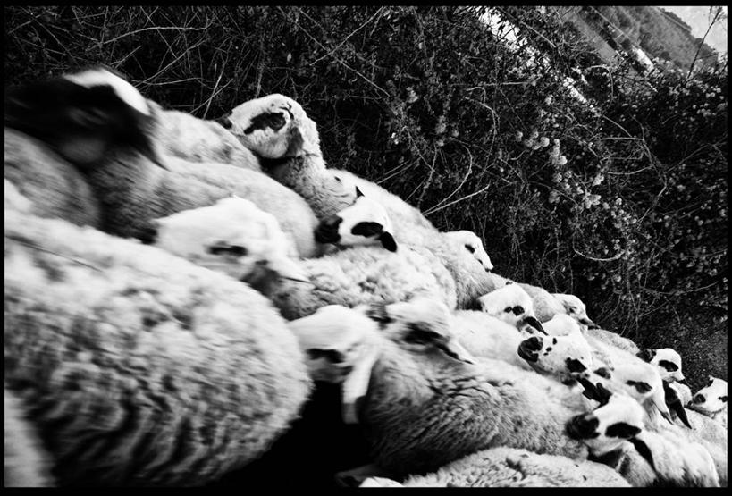 无人,横图,黑白,室外,白天,植物,西班牙,一群,许多,羊群,很多,动物,家畜,摄影,牲畜,绵羊,步行