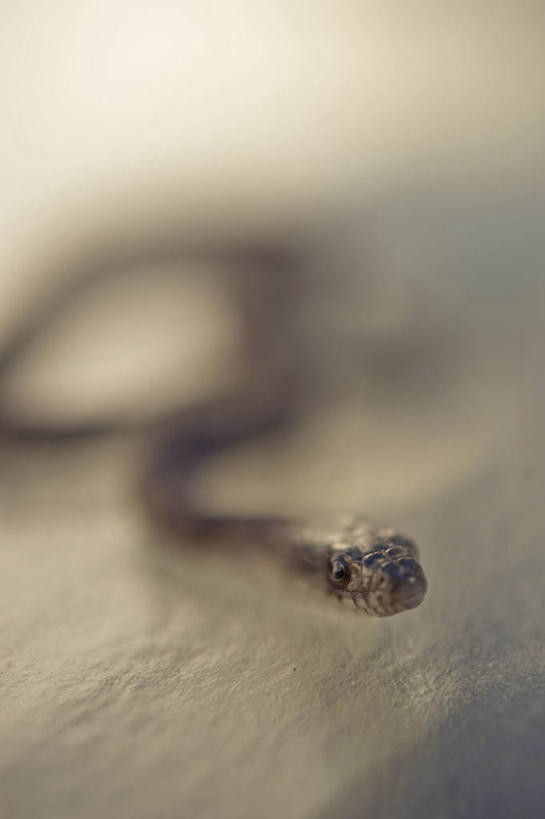 无人,竖图,室内,特写,白天,野生动物,美国,蛇,摄影,彩图