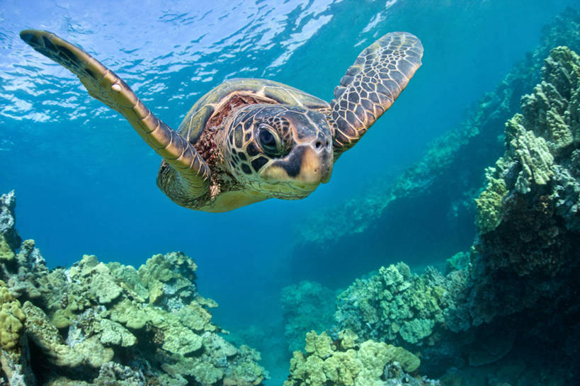 游泳,无人,横图,仰视,水下,海洋,美国,珊瑚,自然,摄影,绿蠵龟,夏威夷群岛,太平洋岛屿,海龟,彩图,低角度拍摄,毛伊岛