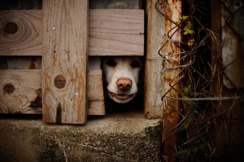 无人,横图,室外,白天,宠物,狗,香港,木制,篱笆,看,家畜,摄影,部分,彩图,窥视