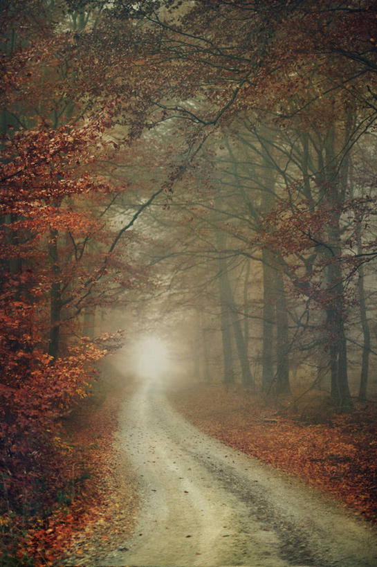 无人,竖图,室外,白天,消失点,森林,雾,德国,天气,树,自然,摄影,宁静,改变,山毛榉树,秋天,彩图