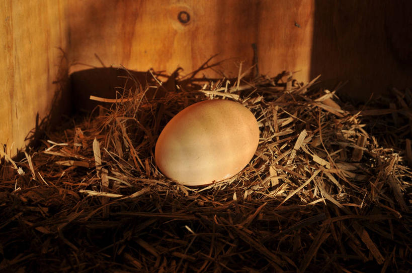 无人,横图,特写,日光,澳大利亚,干草,一个,摄影,单个,脆弱,清新,悉尼,卵,新南威尔士,彩图