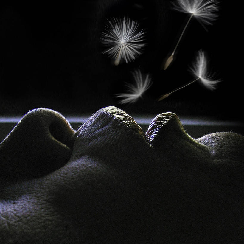 成年人,一个人,方图,黑白,室内,特写,侧面,蒲公英,意大利,仅一个男性,半空,吹气,花,人体,摄影,部分,柔和,巴勒莫