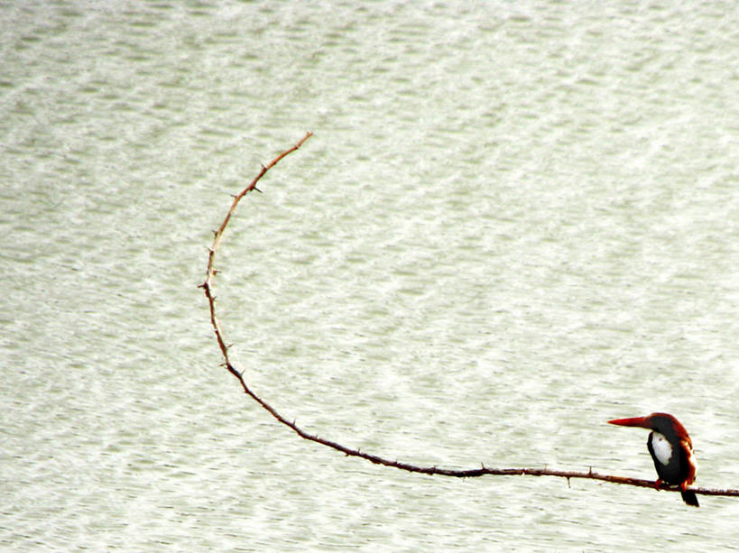 无人,横图,室外,白天,翠鸟,野生动物,印度,小的,纹路,鸟类,纹理,枝,摄影,栖息,肌理,拉贾斯坦邦,斋普尔,彩图,独处