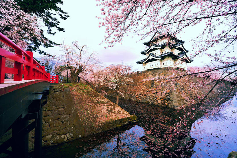 无人,横图,室外,白天,美景,建筑,樱花,日本,亚洲,日本文化,反射,景观,桥,联系,树,红色,自然,景色,摄影,宁静,自然风光,东亚,本州,本州岛,日本国,青森,青森县,东北地方,弘前,弘前市,弘前城,鹰冈城,彩图