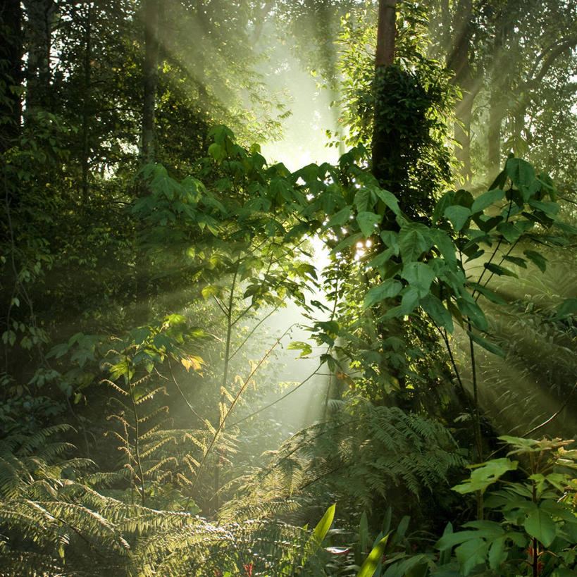 无人,方图,室外,白天,植物,马来西亚,树,自然,摄影,生长,宁静,热带气候,清新,热带雨林,婆罗洲岛,沙巴州,彩图