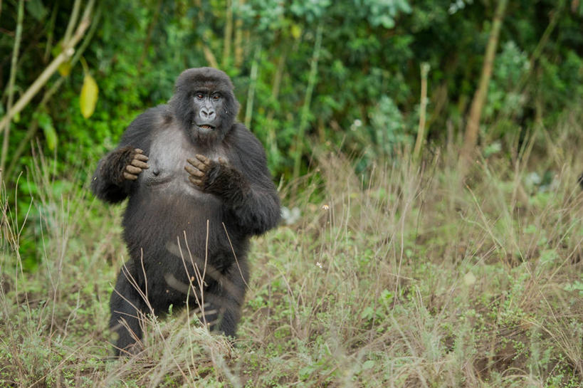 无人,站,横图,室外,白天,野生动物,卢旺达,田地,草,树,自然,动物,摄影,国家公园,大猩猩,进攻,彩图,鲁亨盖里