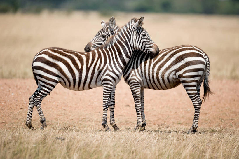 无人,站,横图,室外,白天,侧面,斑马,野生动物,肯尼亚,条纹,地形,田地,草,自然,动物,两只,摄影,国家野生动物保护区,彩图,马赛马拉国家保护区