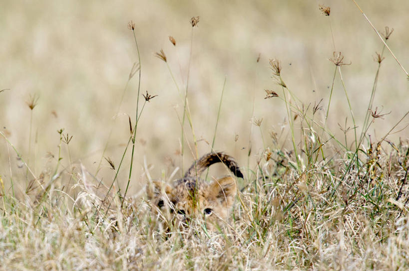 无人,横图,室外,白天,哺乳动物,野生动物,狮子,非洲,坦桑尼亚,草,自然,动物,摄影,部分,隐藏,肖像,凶猛,机敏,阿鲁沙区,东非,恩戈罗恩戈罗保护区,恩戈罗恩戈罗自然保护区,坦桑尼亚联合共和国,残暴,凶残,彩图,恩戈罗恩戈罗火山口