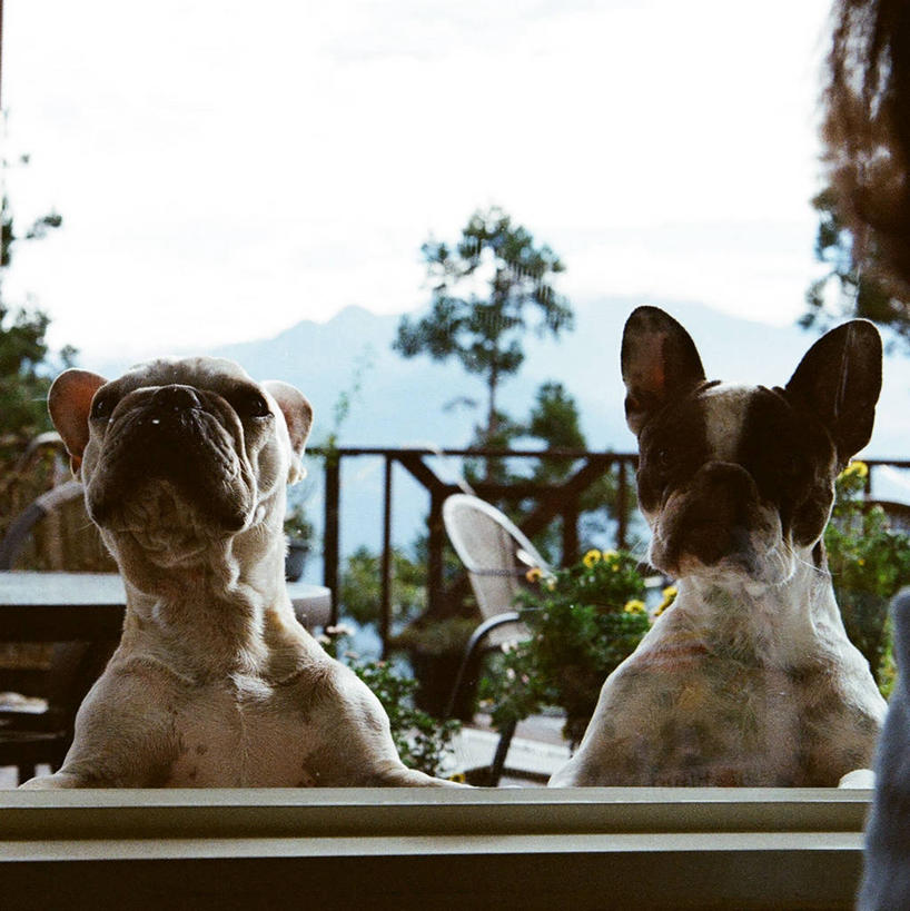 无人,竖图,室外,白天,正面,宠物,狗,台湾,小的,首都,天空,动物,两只,家畜,摄影,台北,彩图,法国斗牛犬