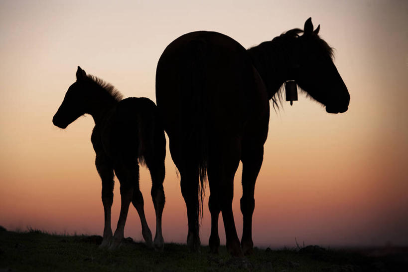 无人,横图,室外,日落,马,野生动物,西班牙,首都,天空,动物,两只,马德里,家畜,运输,摄影,牲畜,剪影,驹,彩图