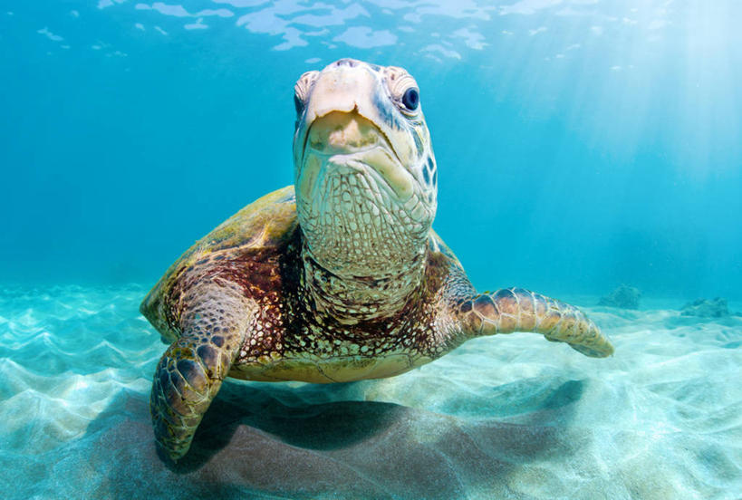 游泳,无人,横图,水下,海洋,美国,沙子,摄影,太平洋,肖像,绿蠵龟,夏威夷群岛,太平洋岛屿,海龟,彩图,毛伊岛