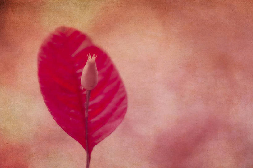 无人,横图,室外,特写,白天,植物,法国,纹路,纹理,花蕾,草,红色,自然,摄影,脆弱,普罗旺斯,清新,改变,干的,肌理,土伦,叶脉,秋天,彩图