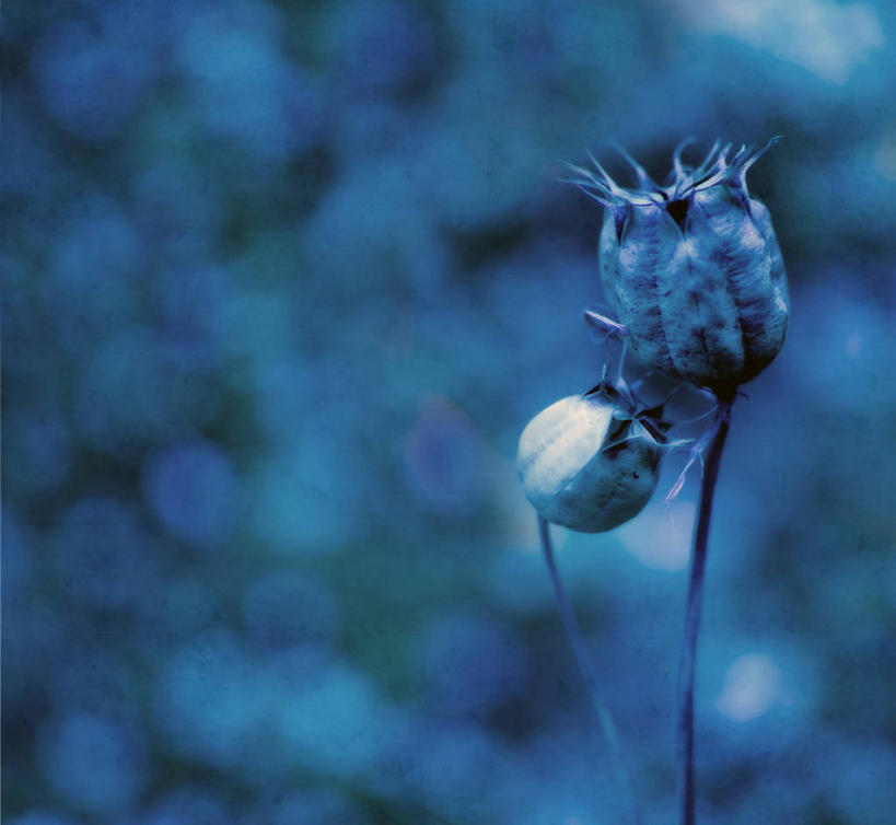 无人,横图,室外,白天,法国,调味,香料,佐料,茎,花,蓝色,干花,摄影,葛缕子,配料,改变,干的,作料,土伦,彩图