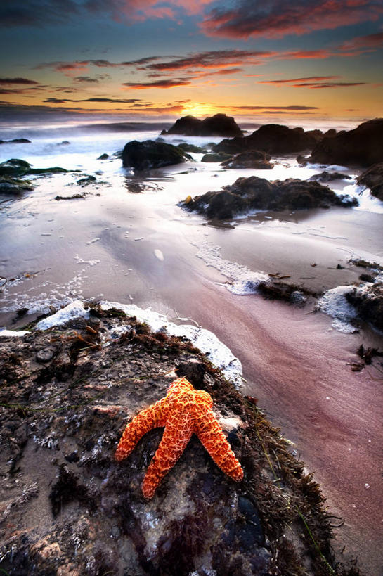 无人,竖图,俯视,室外,海浪,海洋,美景,日落,海星,美国,景观,云,天空,自然,橙色,景色,摄影,加利福尼亚,自然风光,马里布,海滩,岩石,彩图,高角度拍摄