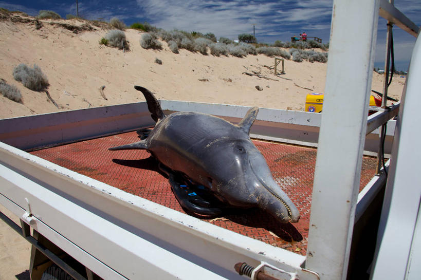 无人,横图,室外,白天,汽车,海豚,澳大利亚,沙子,云,运输,摄影,灌木,死亡,结束,殒命,灭亡,西澳大利亚,海滩,彩图