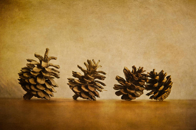 无人,横图,室内,特写,白天,桌子,静物,法国,一排,整齐,木制,松果,排列,四个,摄影,简单,普罗旺斯,队列,改变,肌理,土伦,彩图