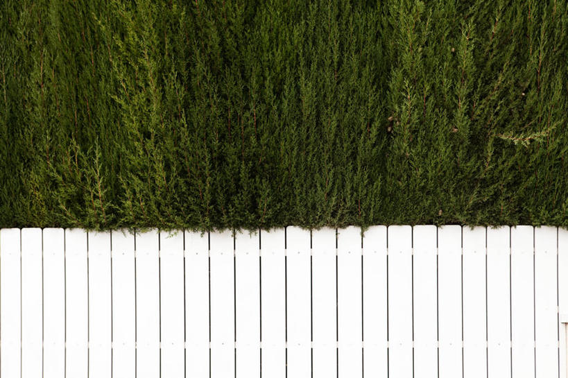 无人,横图,室外,白天,植物,柏树,西班牙,巴塞罗那,篱笆,白色,自然,摄影,生长,灌木,保护,加泰隆尼亚,彩图