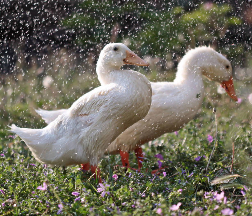 无人,横图,室外,白天,雨,野生动物,鸟类,鸭子,草,动物,两只,摄影,塞尔维亚,彩图