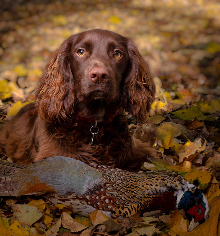 无人,坐,竖图,室外,宠物,狗,叶子,英国,鸟类,褐色,动物,两只,家畜,摄影,斯班尼犬,彩图