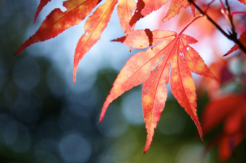 无人,横图,室外,特写,白天,荷兰,枝,自然,摄影,脆弱,改变,鸡爪枫,彩图