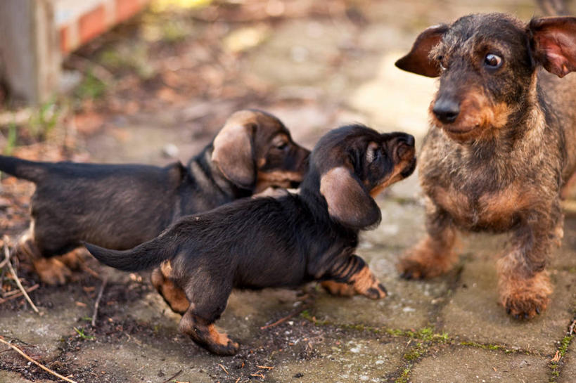 无人,横图,室外,白天,路,宠物,狗,瑞典,三只,小狗,动物,家畜,摄影,彩图