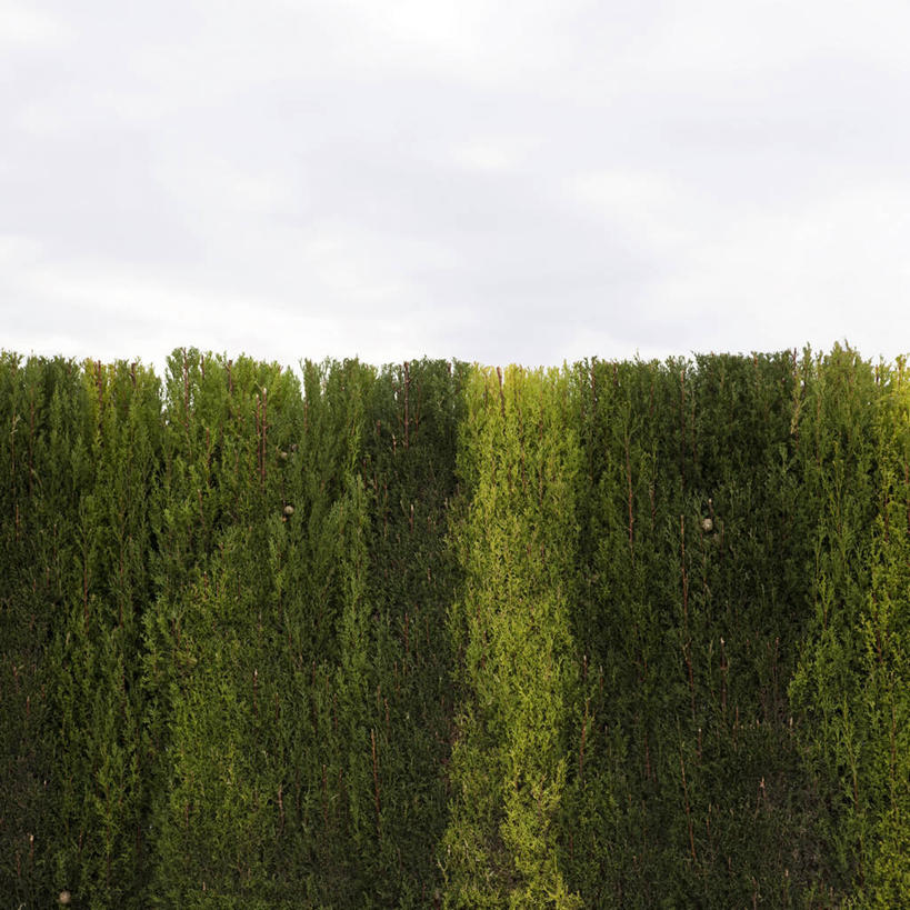 无人,方图,室外,白天,柏树,西班牙,巴塞罗那,墙,树,绿色,天空,自然,摄影,生长,彩图