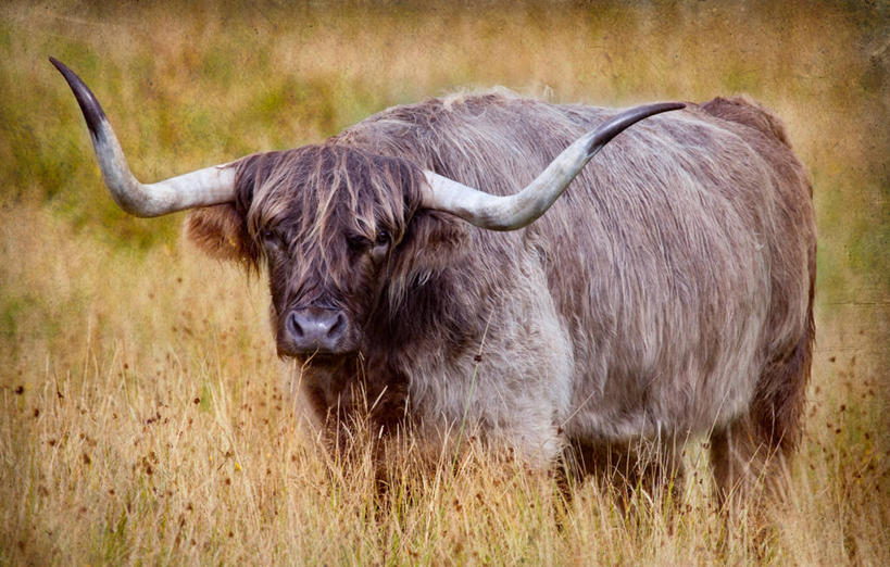 无人,站,横图,室外,白天,英国,岛,草,动物,家畜,摄影,牲畜,母牛,斯盖岛,彩图,家牛,波特里