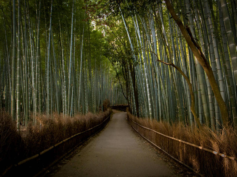 无人,横图,室外,白天,旅游,度假,美景,植物,日本,景观,干草,娱乐,树,树干,树木,绿色,自然,享受,休闲,景色,放松,摄影,京都府,生长,成长,宁静,自然风光,京都市,岚山,彩图