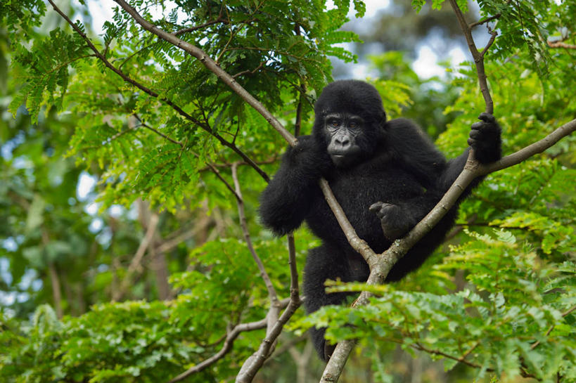 无人,横图,室外,白天,野生动物,乌干达,拿着,树,自然,摄影,大猩猩,东非,彩图