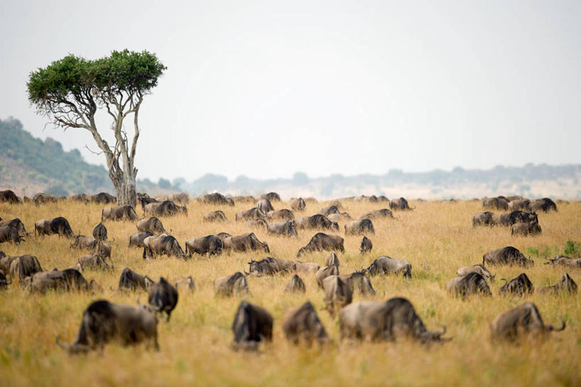 无人,横图,室外,白天,野生动物,肯尼亚,一群,许多,阴影,田地,很多,树,天空,自然,摄影,非洲大羚,东非,彩图,马赛马拉国家保护区