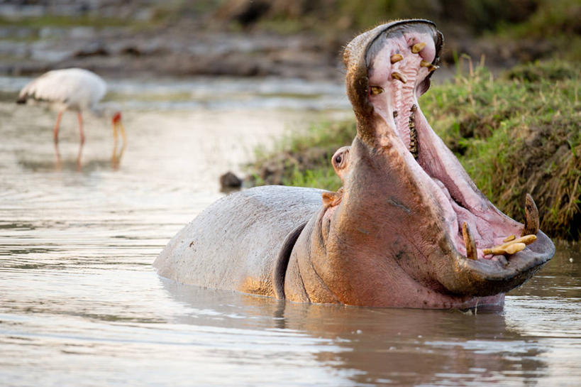 无人,横图,室外,白天,湖,河马,野生动物,肯尼亚,反射,鸟类,动物,打哈欠,张嘴,两只,摄影,张大嘴巴,张开嘴,彩图,马赛马拉国家保护区