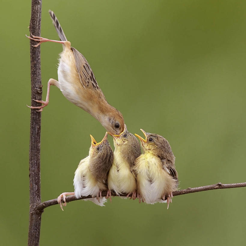 无人,坐,方图,室外,特写,白天,野生动物,印度尼西亚,四只,鸟类,茎,首都,摄影,喙,喂养,雅加达,彩图