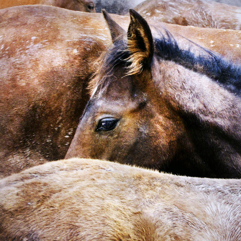 无人,方图,室外,白天,马,西班牙,动物,家畜,摄影,五只,部分,驹,彩图