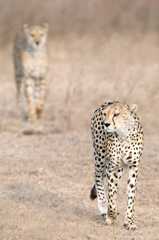 无人,竖图,室外,白天,野生动物,非洲,坦桑尼亚,捕食,斑点,自然,动物,两只,摄影,阿鲁沙区,东非,恩戈罗恩戈罗保护区,恩戈罗恩戈罗自然保护区,坦桑尼亚联合共和国,猎豹,步行,彩图,恩戈罗恩戈罗火山口