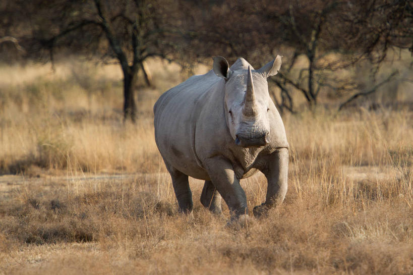 无人,跑,横图,室外,白天,野生动物,南非,地形,草,树,自然,动物,摄影,白犀牛,濒危物种,犀牛,彩图